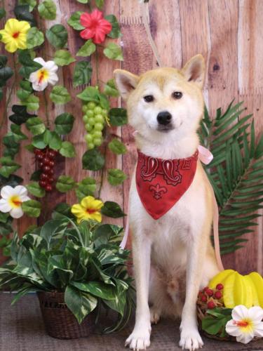 20230827麦丸くん